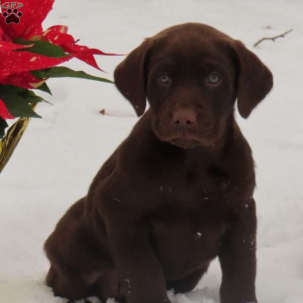 Granger, Chocolate Labrador Retriever Puppy